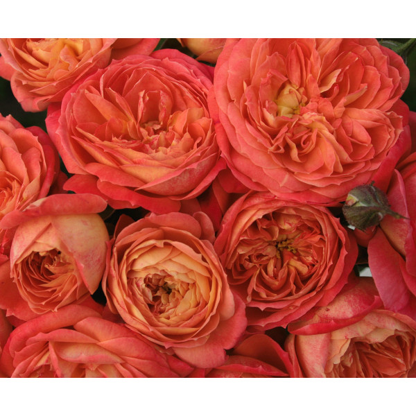 QUEEN OF HEARTS® QUEEN OF HEARTS®